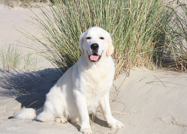 Spessart-Klinik: Therapiehund Gorni