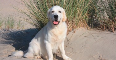 Spessart-Klinik: Therapiehund Gorni