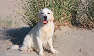 Therapiehund Gorni