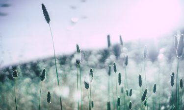 Es ist wieder Pollenzeit - welche Anzeichen bringt eine Pollenallergie mit sich?