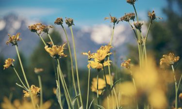 Allergien und Asthma: Arten, Behandlung, Kliniken