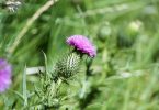 Mariendistel