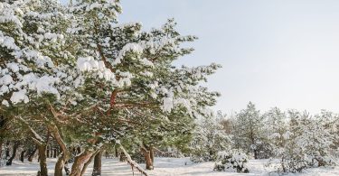 Verschneiter Kiefernwald unter hellem Winterhimmel