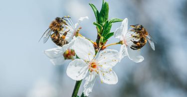 Zwei Honigbienen sammeln Nektar an weißen Obstbaumblüten