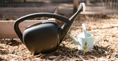 Schwarze Gießkanne und kleine Metallgießkanne auf Rindenmulch im Garten