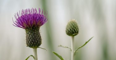 Distel mit violetter Blüte und einer Knospe vor hellem Hintergrund