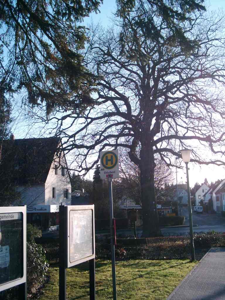 Ehlscheid Kaisereiche